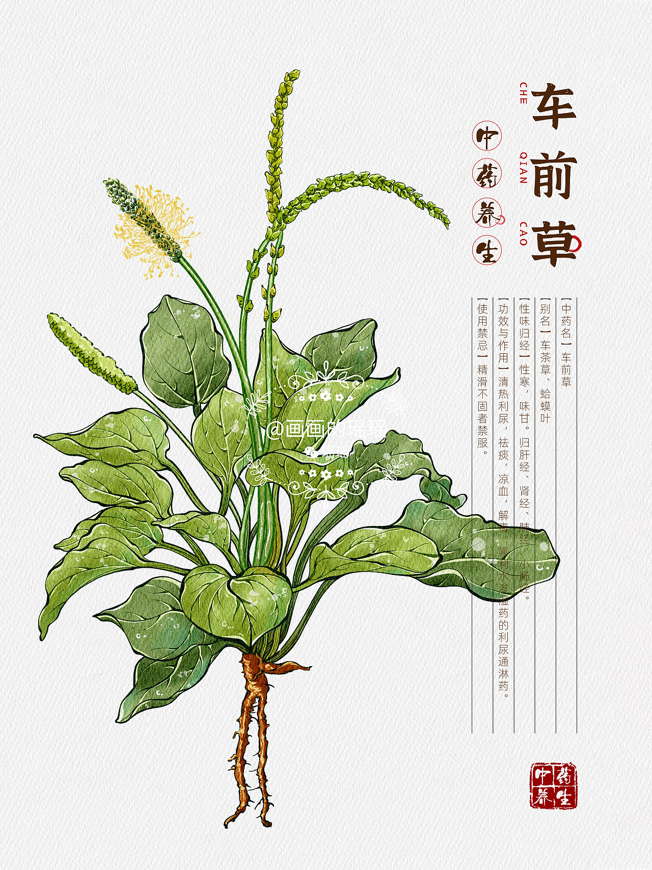 本草纲目中草药手绘插画-车前草(附绘画线稿过程图)(图ZMzEwNDk4Mjgw) - 商业插画 - 站酷设计师YAOHAN姚函原创素材 - 站酷ZCOOL