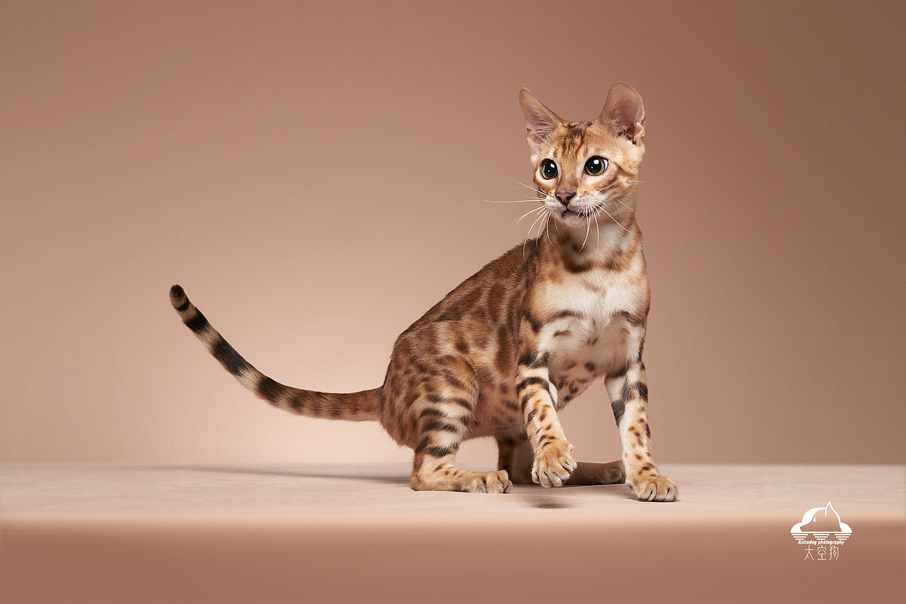 太空狗宠物摄影 孟加拉豹猫 田园猫