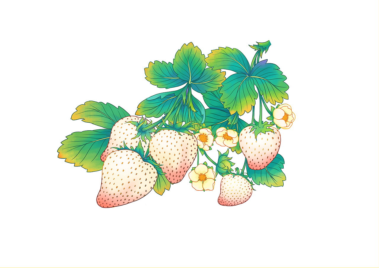 草莓包装插画（图ZMzMzMTUwODky） - 商业插画 - 站酷设计师尔玉HL原创素材 - 站酷ZCOOL
