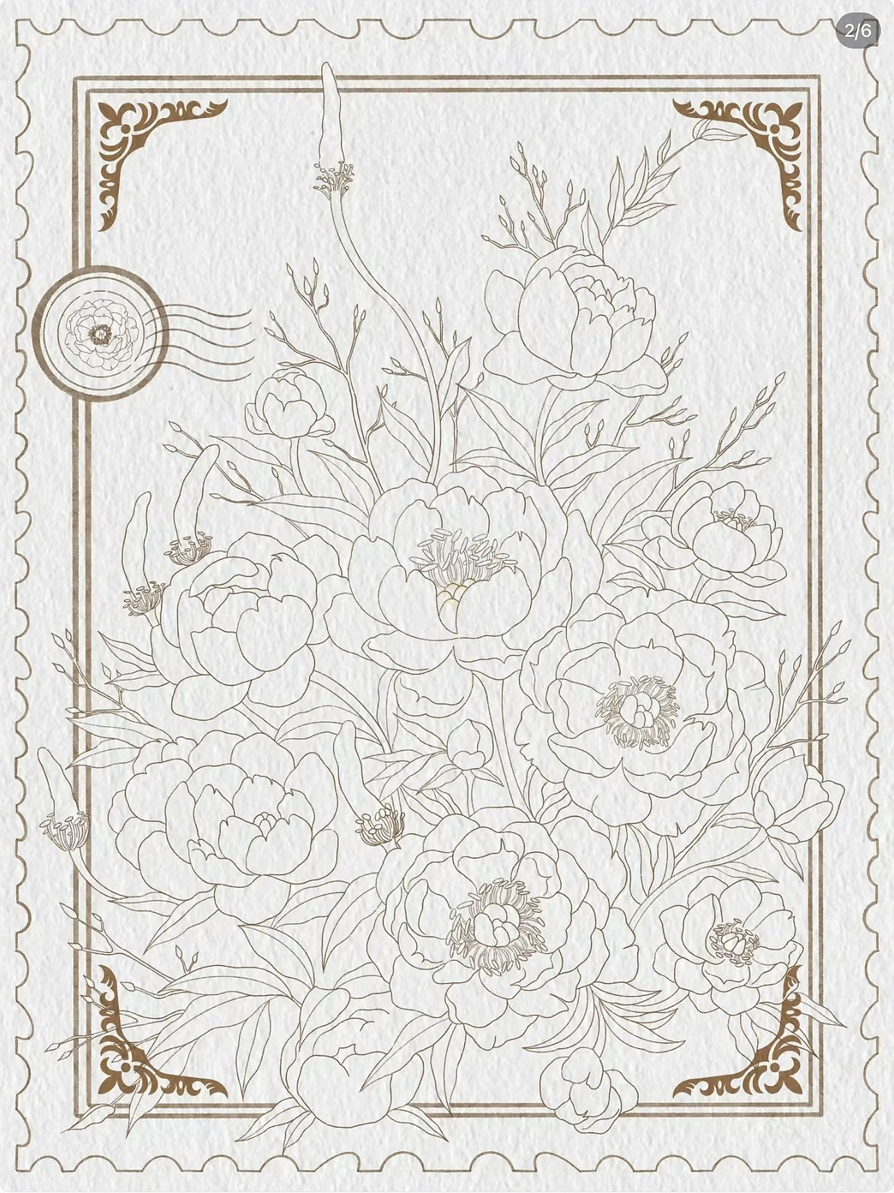 商业插画复古水彩花卉系列【芍药|六出花|木棉花】