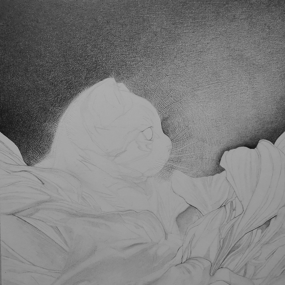 喵星人精微素描合集（图ZMzA1MDg4NDIw） - 绘画 - 站酷设计师谷雨画青山原创素材 - 站酷ZCOOL