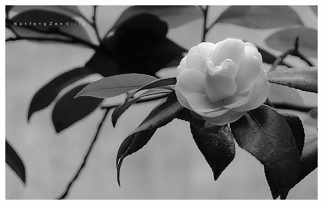 中国风禅意别墅地产视觉