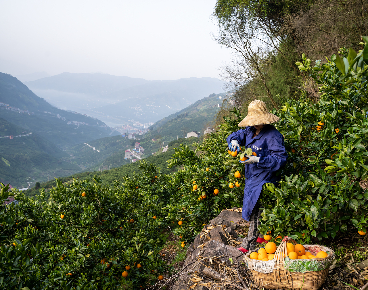 湖北秭归伦晚脐橙 果农拍摄（图ZMjk4MjY2OTAw） - 人文/纪实摄影 - 站酷设计师摄影师希杰原创素材 - 站酷ZCOOL