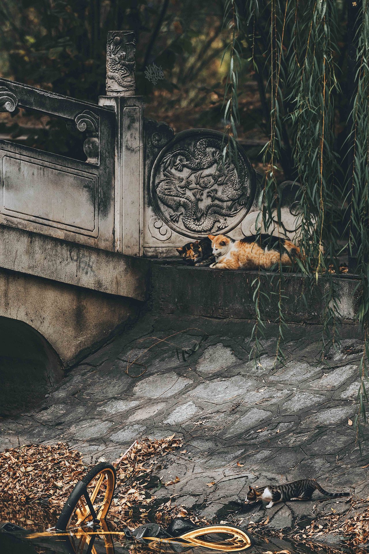 比秋色更美的是 当秋色遇上喵咪（图ZMzU1NzQ5OTE2） - 人文/纪实摄影 - 站酷设计师北武原创素材 - 站酷ZCOOL