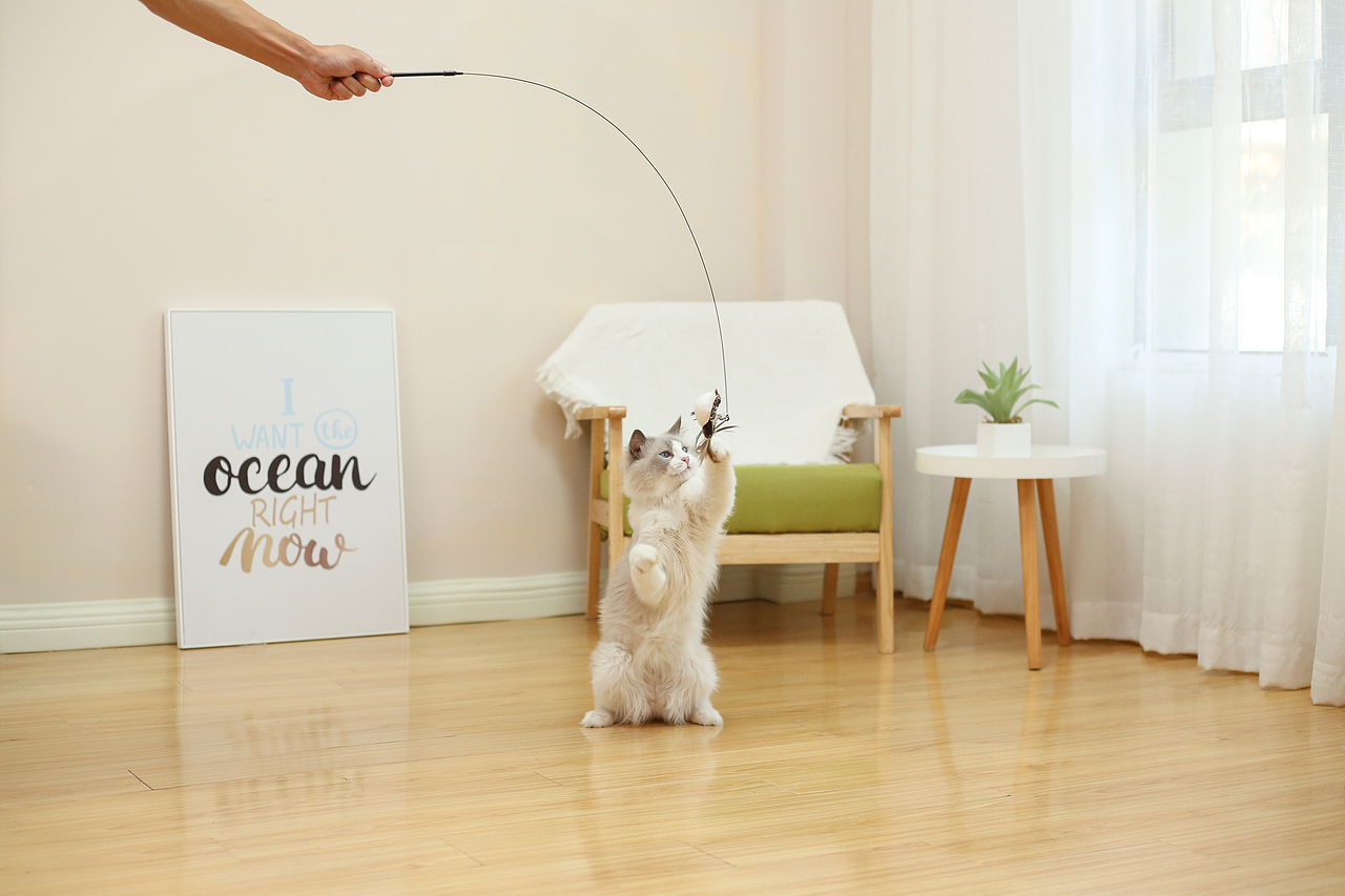 猫咪逗猫棒宠物产品亚马逊拍摄视频主图制作设计静物拍