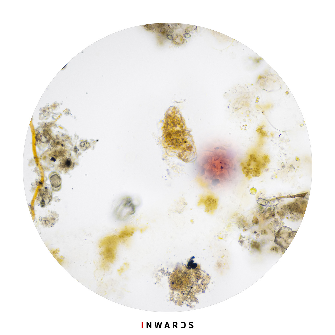 🦠（图ZMzAxOTEyOTg0） - 其他摄影 - 站酷设计师侯伯Sur原创素材 - 站酷ZCOOL