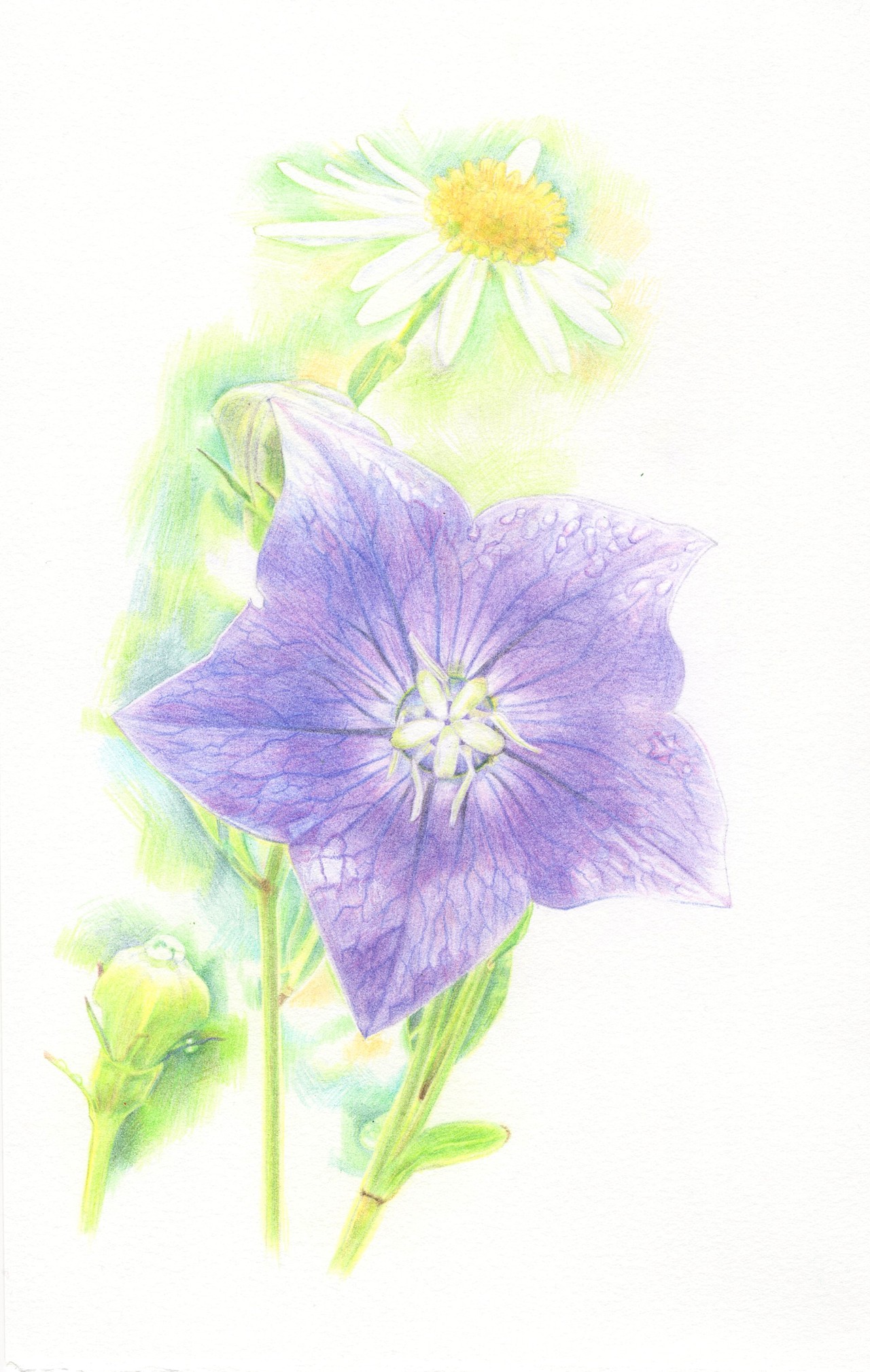 蓝紫色花卉（图ZMzA2NjE3MzQw） - 绘画 - 站酷设计师大饼月亮原创素材 - 站酷ZCOOL