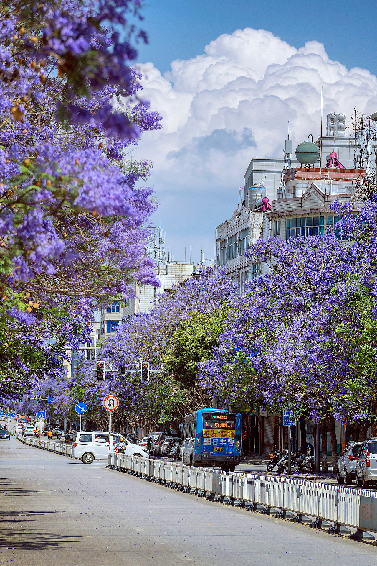 蓝花楹（图ZMjk5NzMyMTYw） - 风光摄影 - 站酷设计师kewell_24原创素材 - 站酷ZCOOL