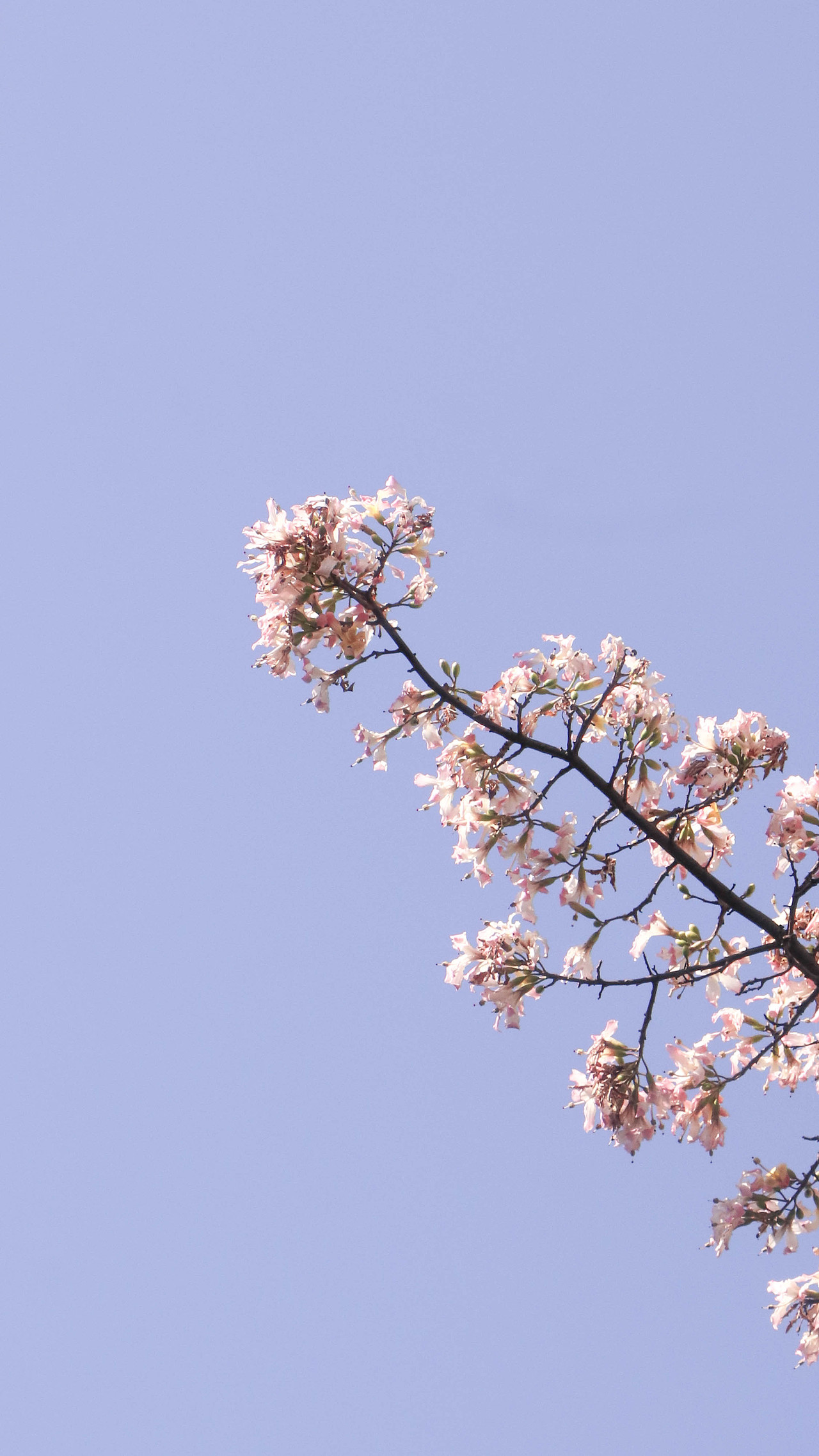 异木棉花开（图ZMzM3OTg2Nzgw） - 风光摄影 - 站酷设计师林二三_原创素材 - 站酷ZCOOL