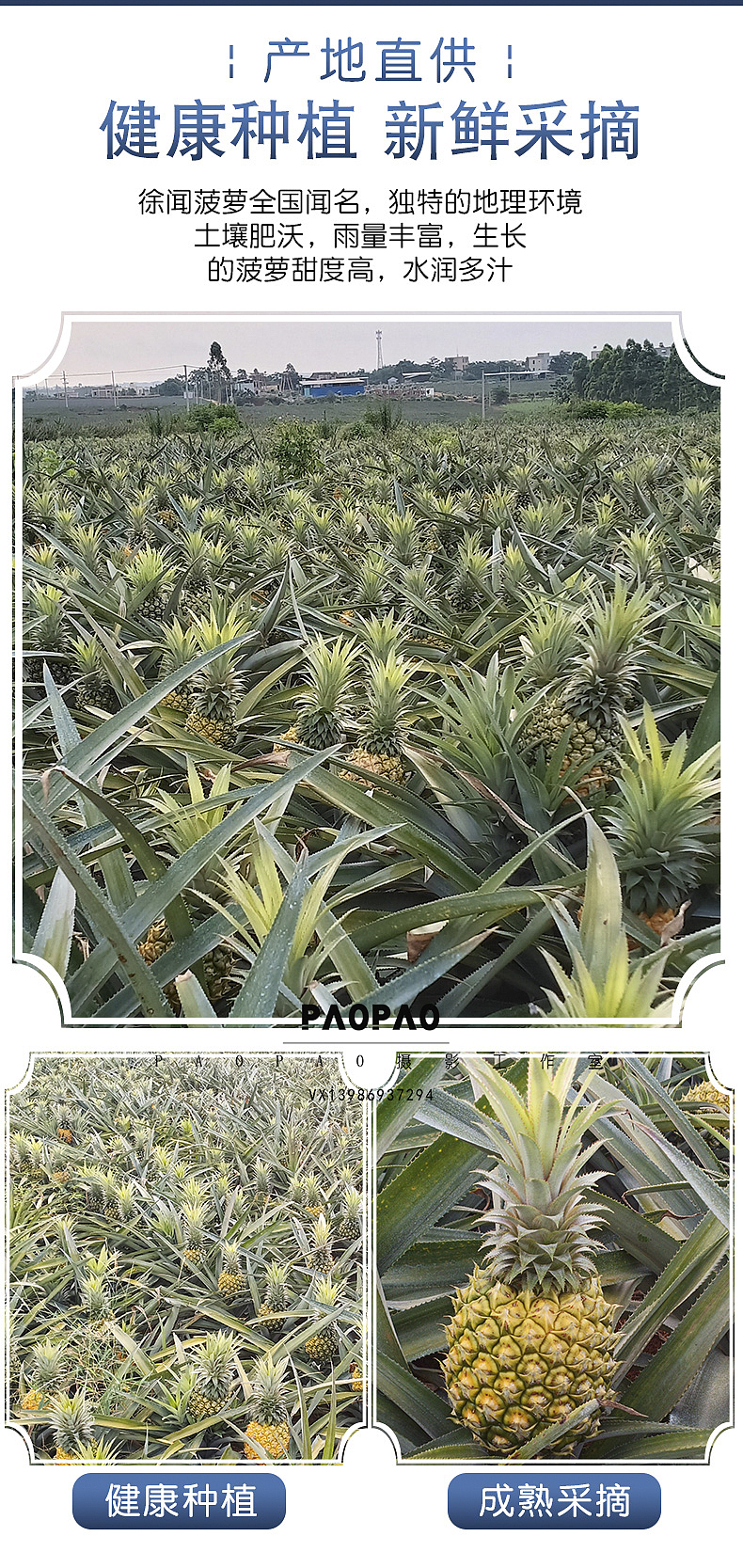 徐闻菠萝3 | 详情页设计 | 美食图片素材