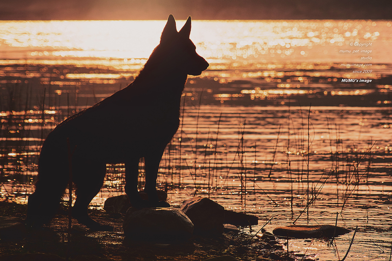 一尘不染的墨黑——黑色德牧