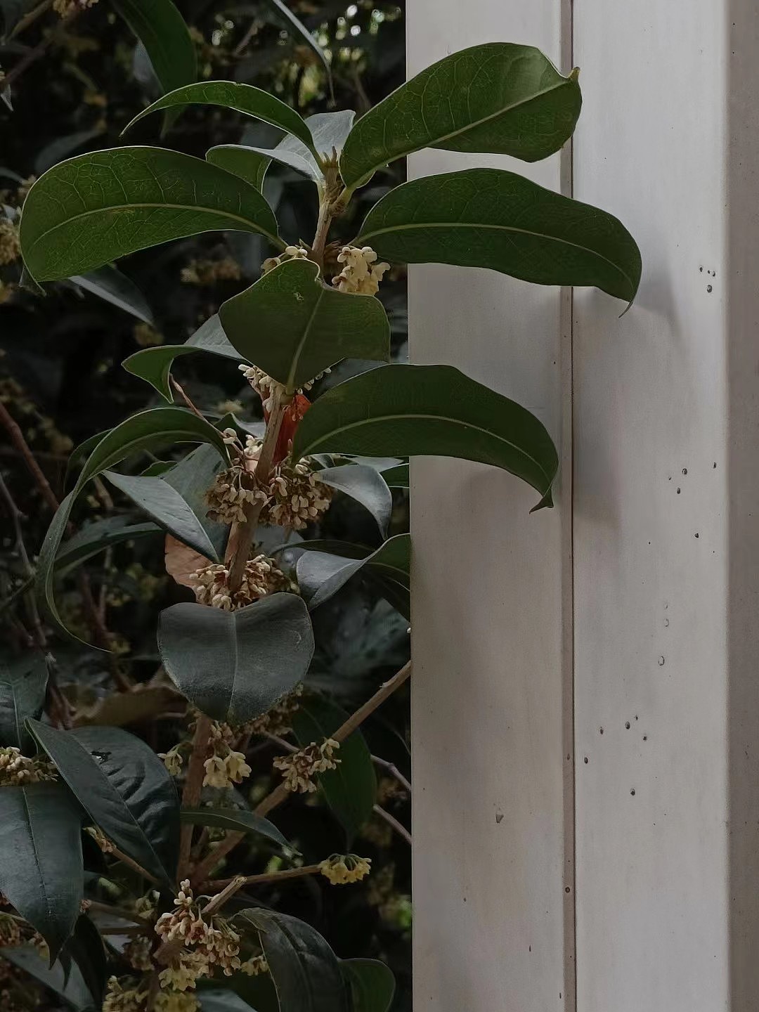 一葉知秋（圖ZMzUyNTA3MzM2） - 風光攝影 - 站酷設計師Alysoooooooooon原創(chuàng)素材 - 站酷ZCOOL