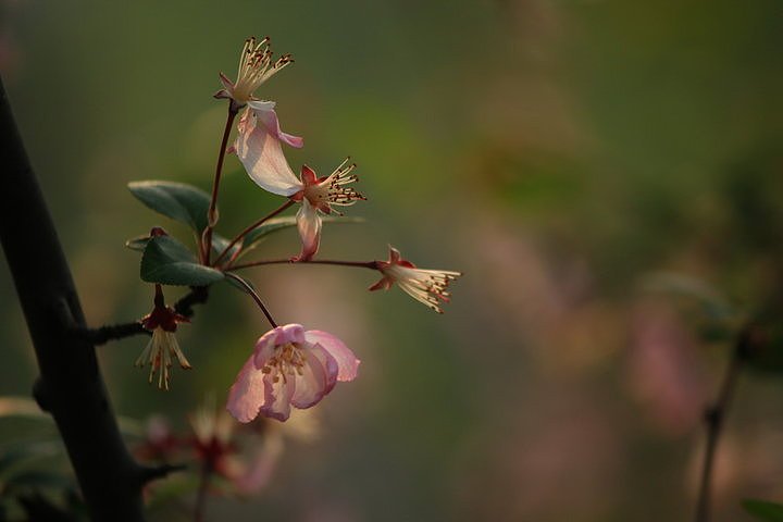 公园春天花与鸟（图ZMjk3NTE2NDYw） - 风光摄影 - 站酷设计师万向视觉原创素材 - 站酷ZCOOL