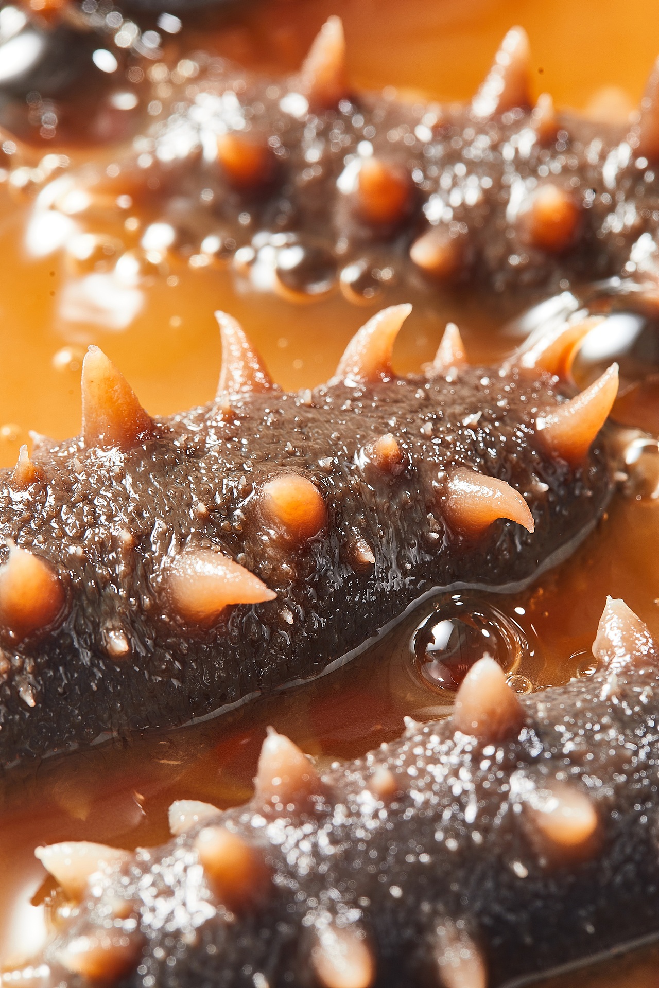 【万物君】平面-官栈-鲜炖霞浦刺参（图ZMzQ0MjMxOTQ4） - 美食摄影 - 站酷设计师00万物君00原创素材 - 站酷ZCOOL