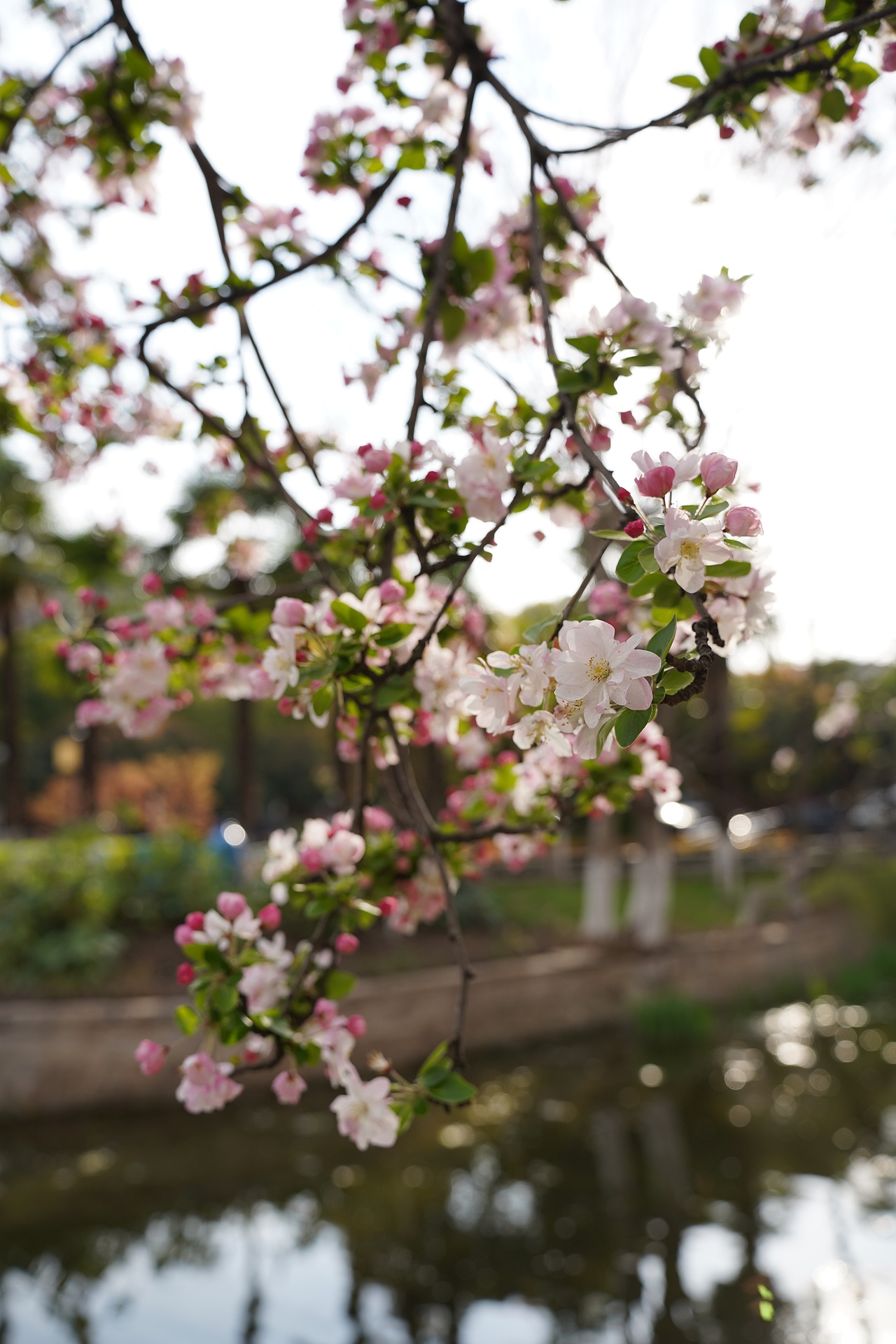 南京莫愁湖公园