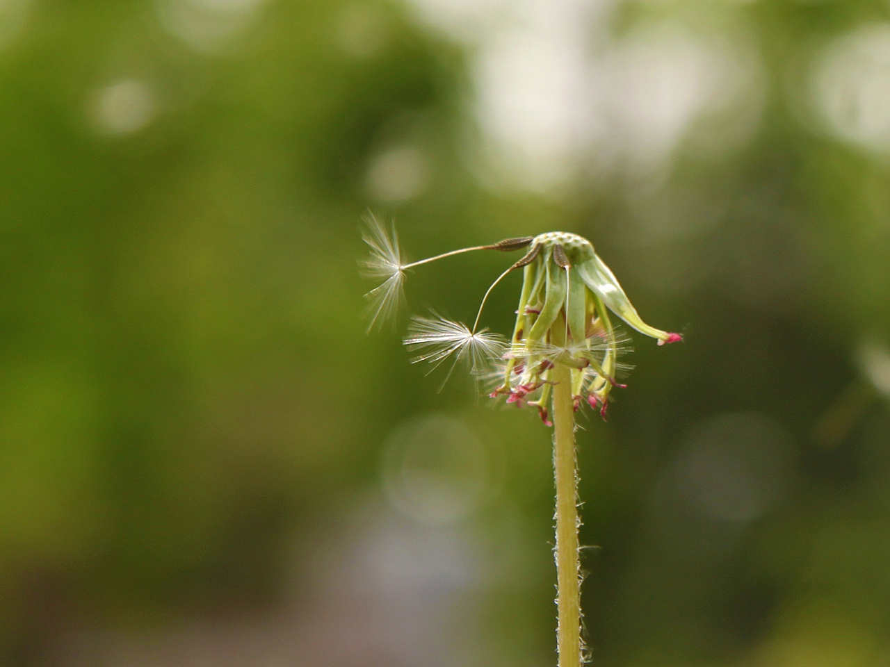 [植物] 蒲公英延续了我的梦想