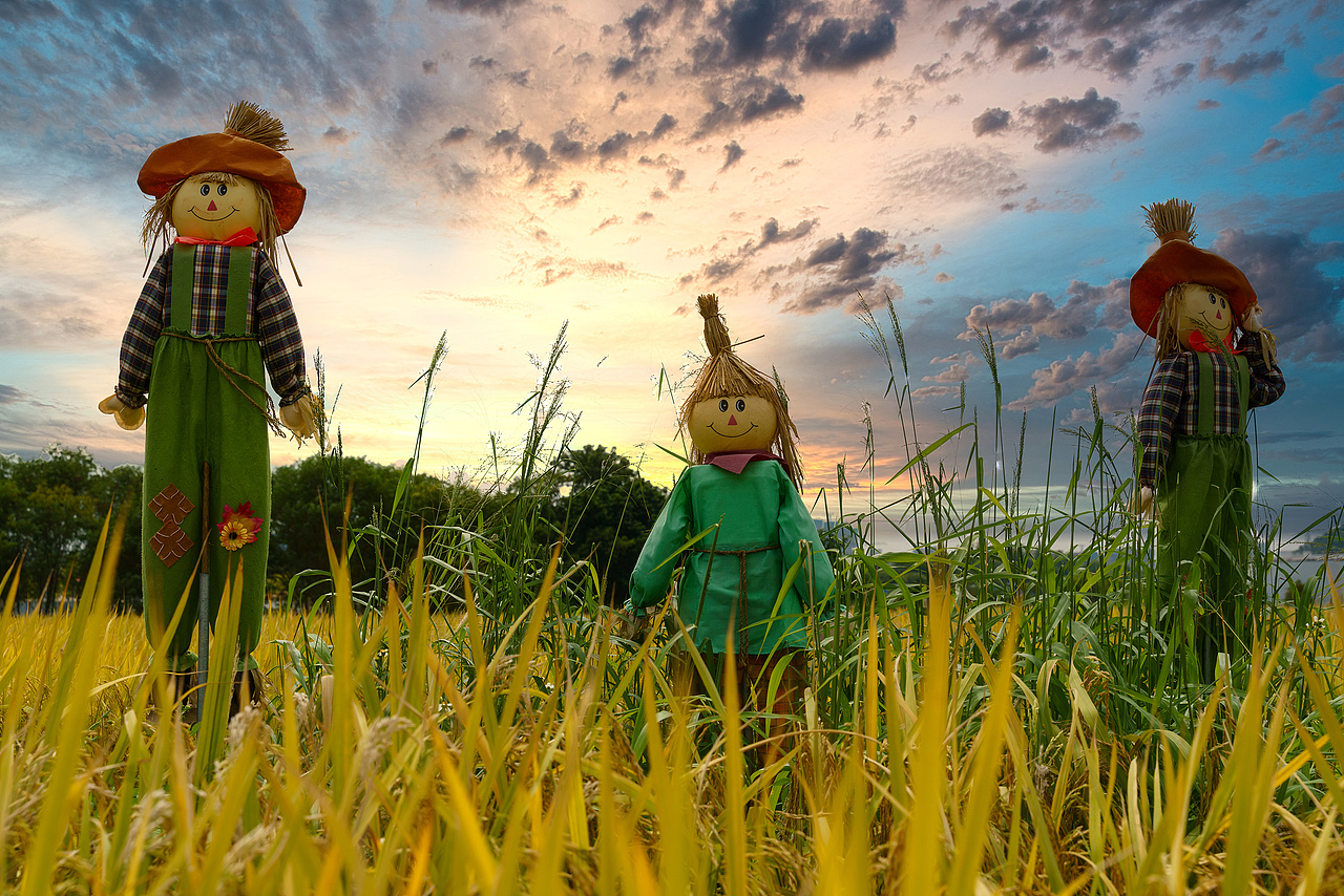 深圳光明小镇欢乐田园稻田