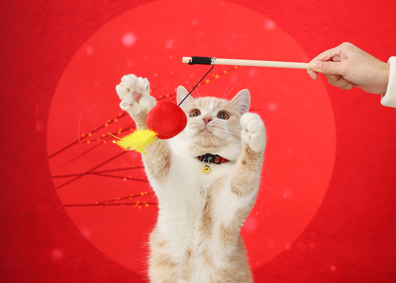 宠物用品/2022年宠物用品新年背景拍摄