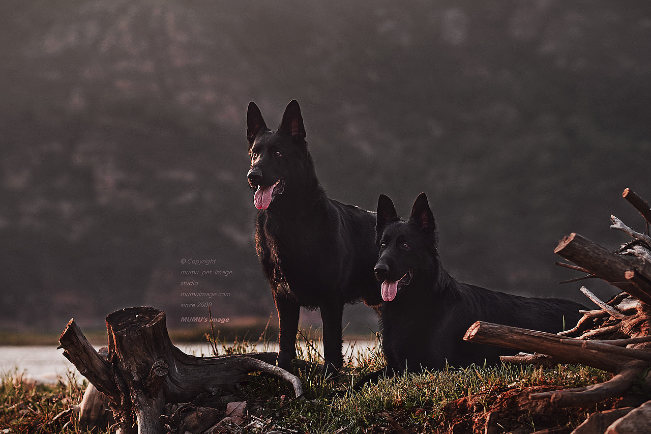 一尘不染的墨黑——黑色德牧