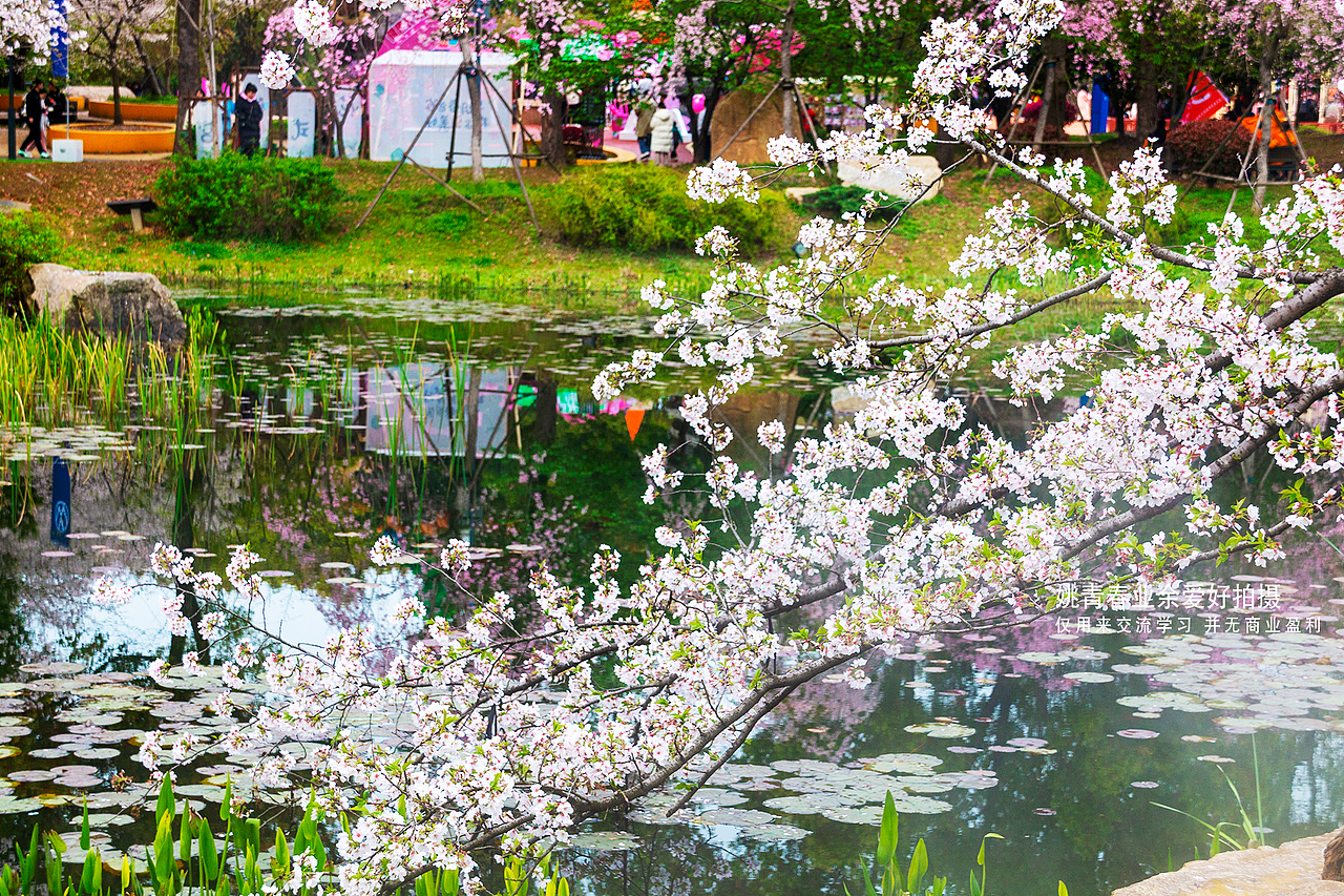 武汉东湖磨山樱花园姚青春2023年随拍照片1