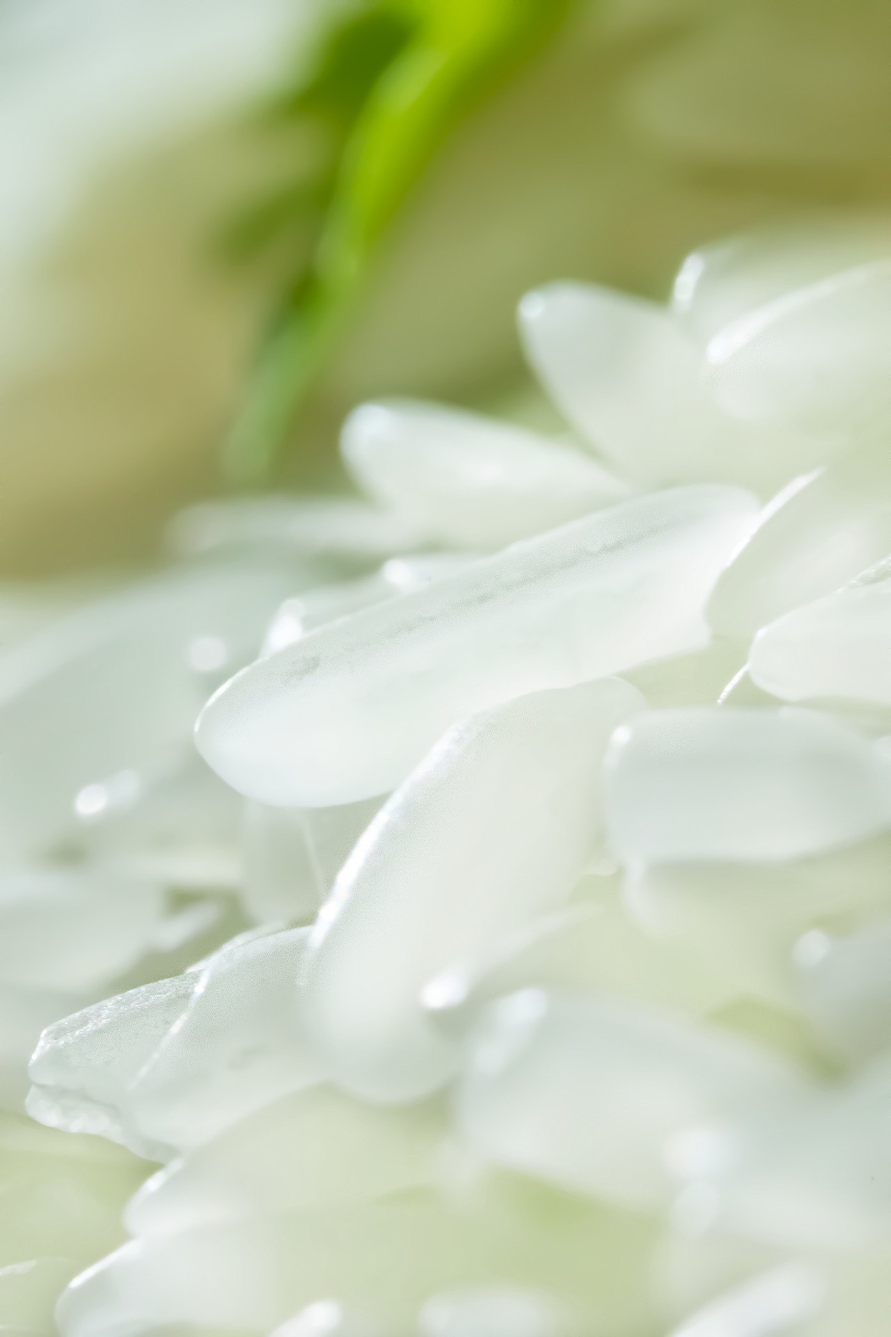 大米拍摄/谷物食品食物摄影