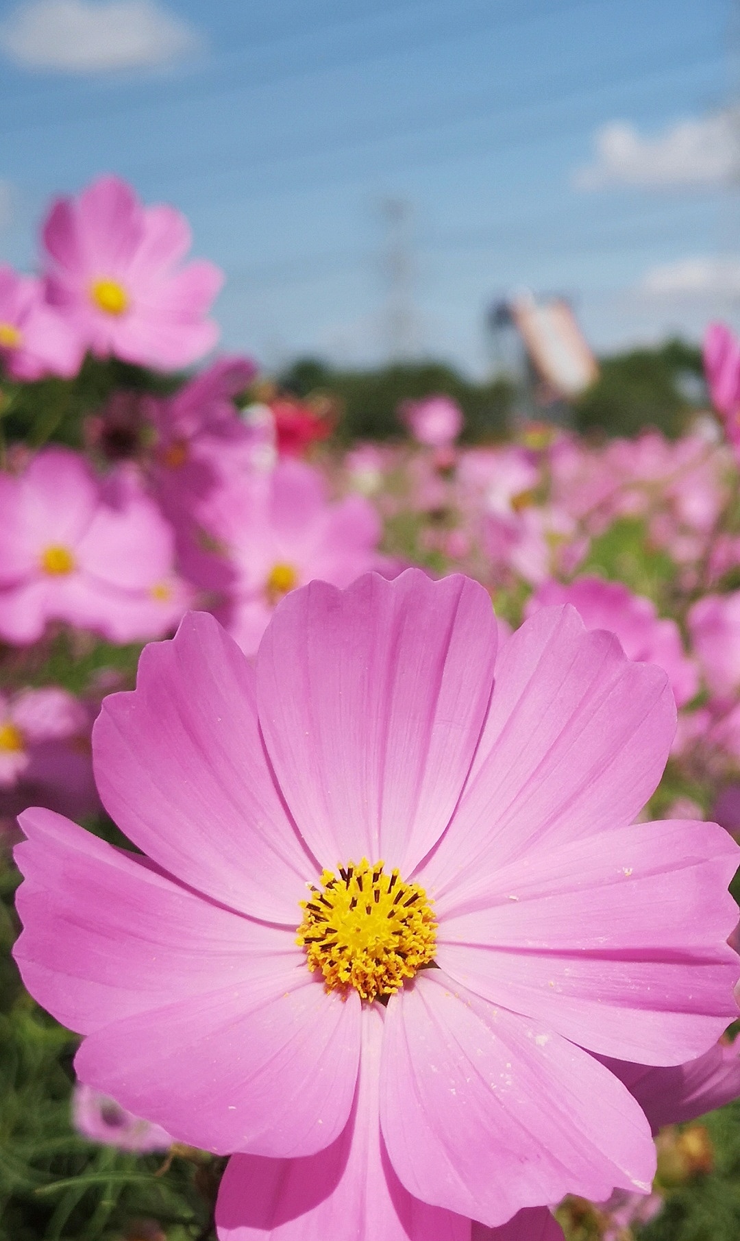 手机摄影 春深花落~
