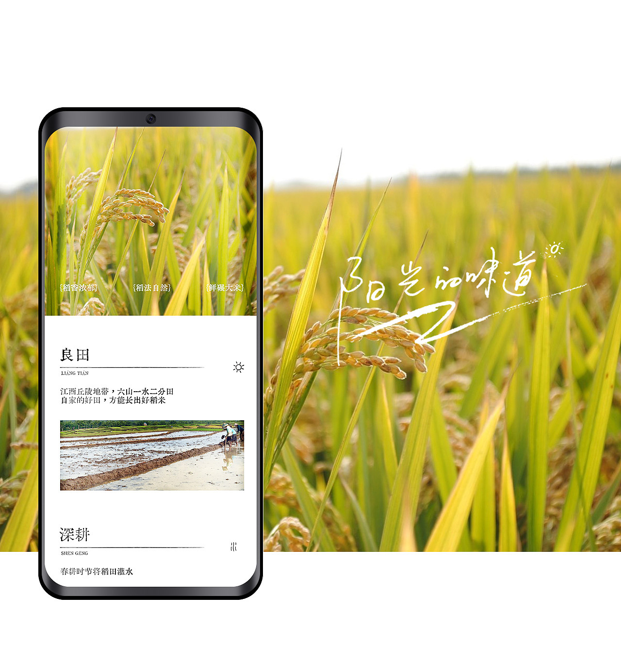 水稻大米详情页{日常作图}