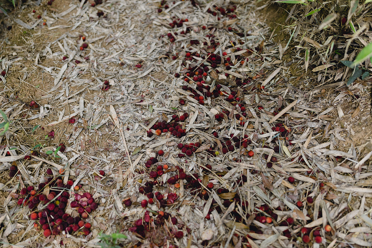 带了很多杨梅回杭