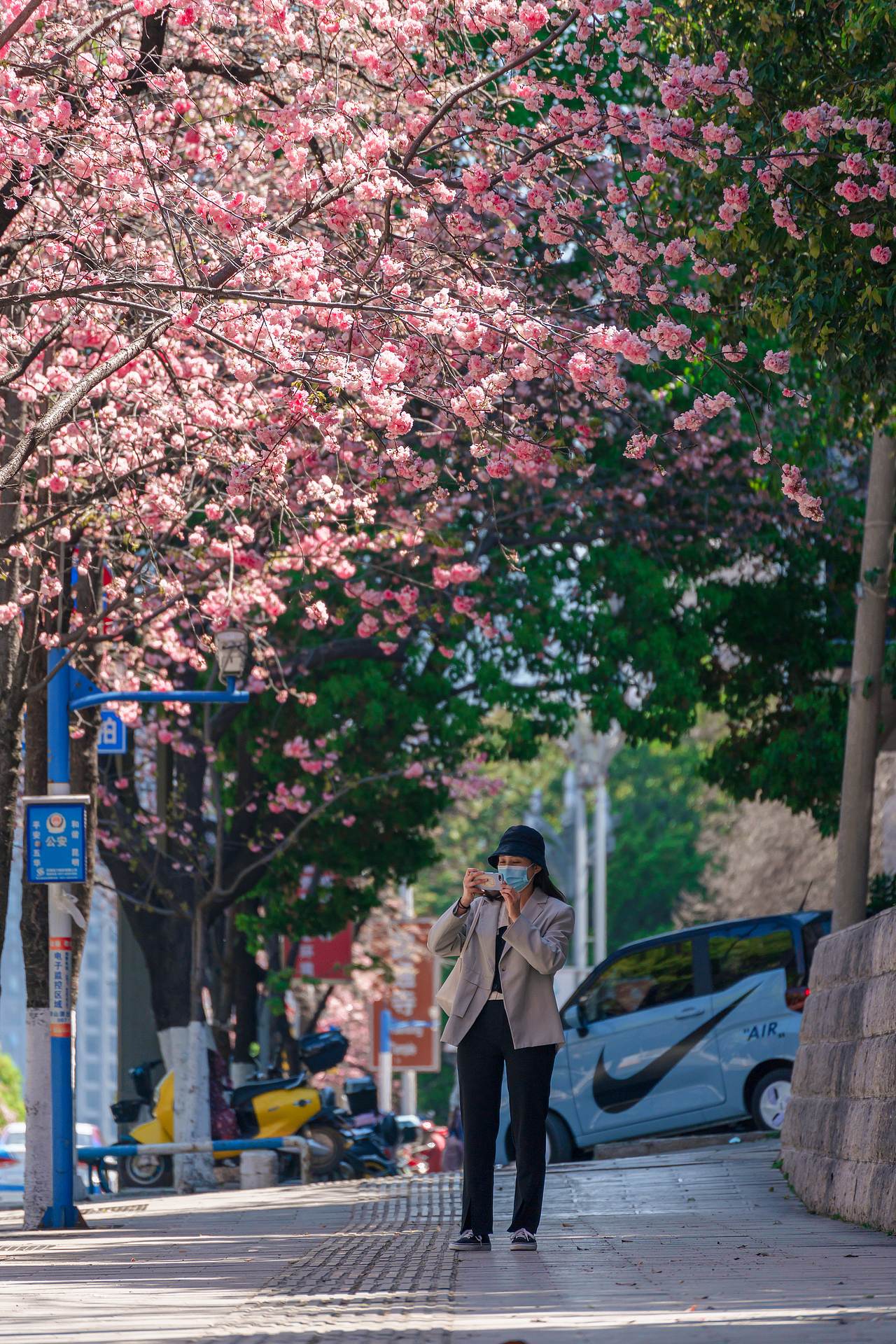 昆明圆通山樱花