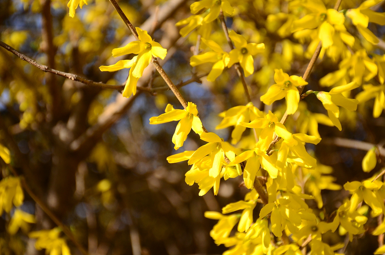 多巴胺季節(jié)（圖ZMzUyMzQ3NTgw） - 風(fēng)光攝影 - 站酷設(shè)計師華北王祖賢原創(chuàng)素材 - 站酷ZCOOL