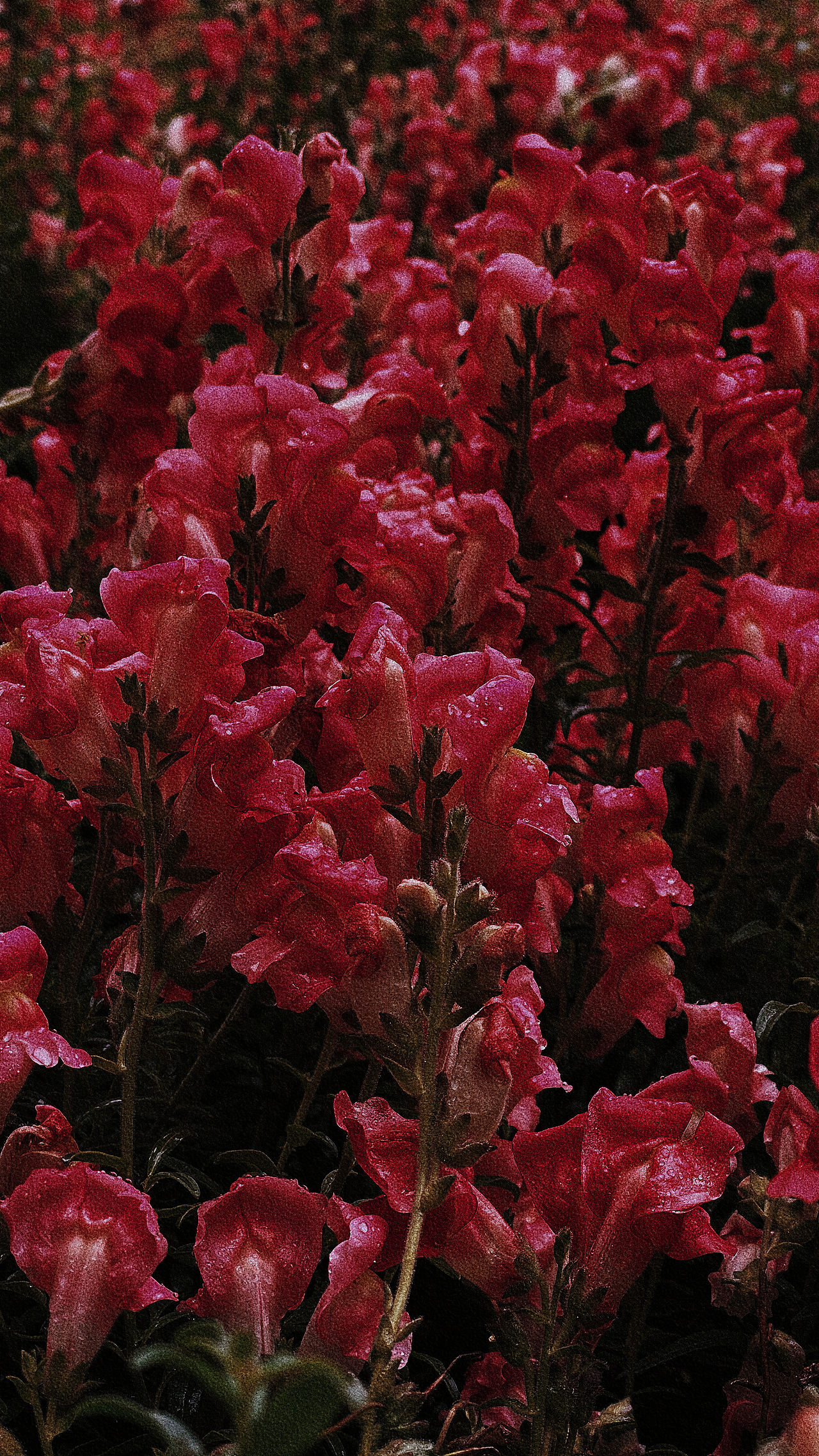 碎片3(手机摄影)