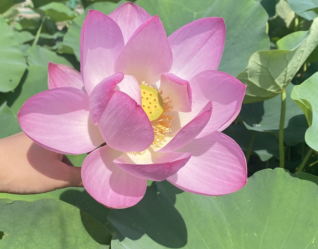 2022年-荷花（图ZMzA4MjU2MzA0） - 风光摄影 - 站酷设计师橡皮擦AI小喵原创素材 - 站酷ZCOOL