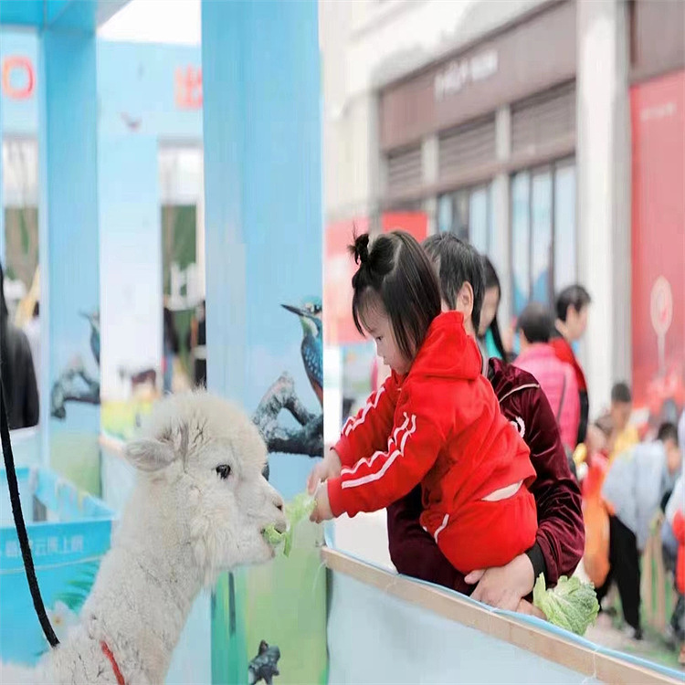群鸟争鸣百鸟展海洋生物展租赁出售