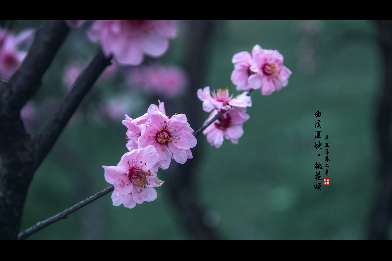 烟雨江南 水墨春（图ZMzM2MzExNTY4） - 风光摄影 - 站酷设计师牧野清歌原创素材 - 站酷ZCOOL