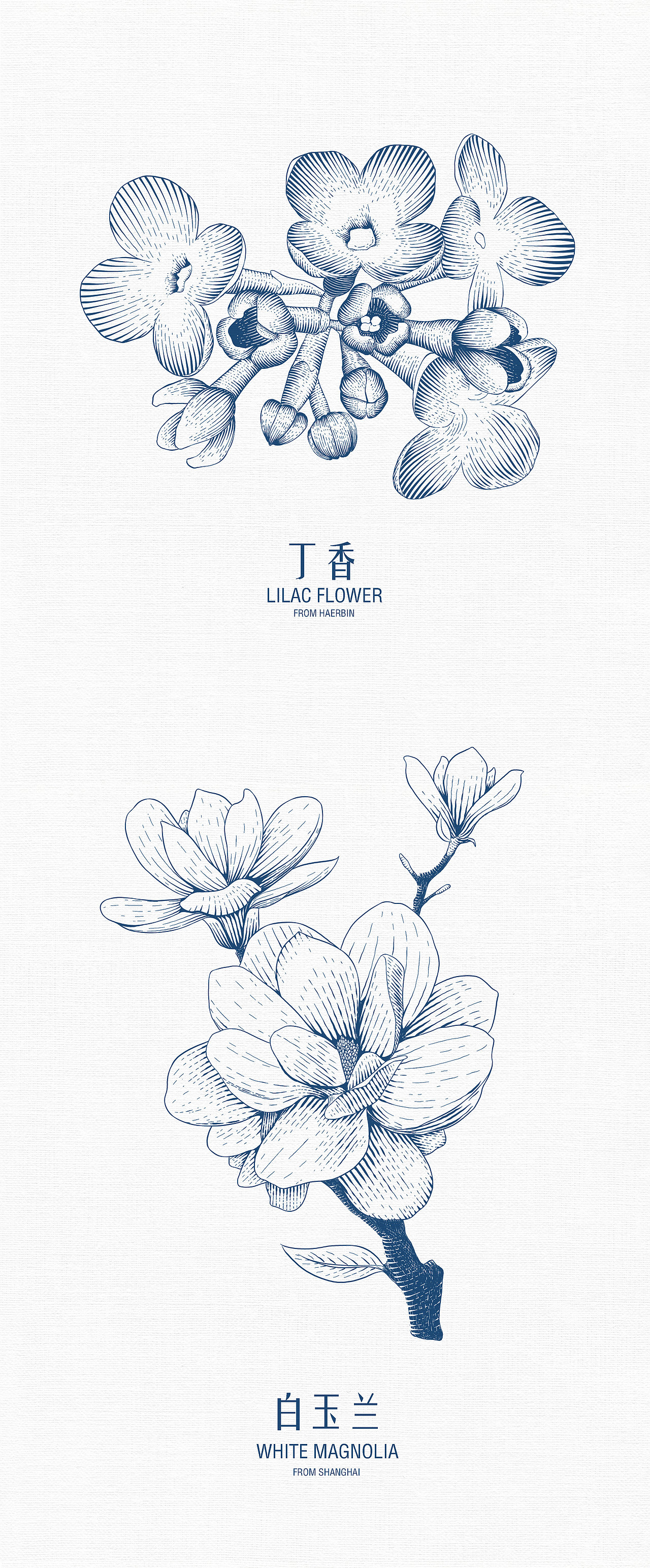 原创插画|版画|包装设计|city flowers|花朵