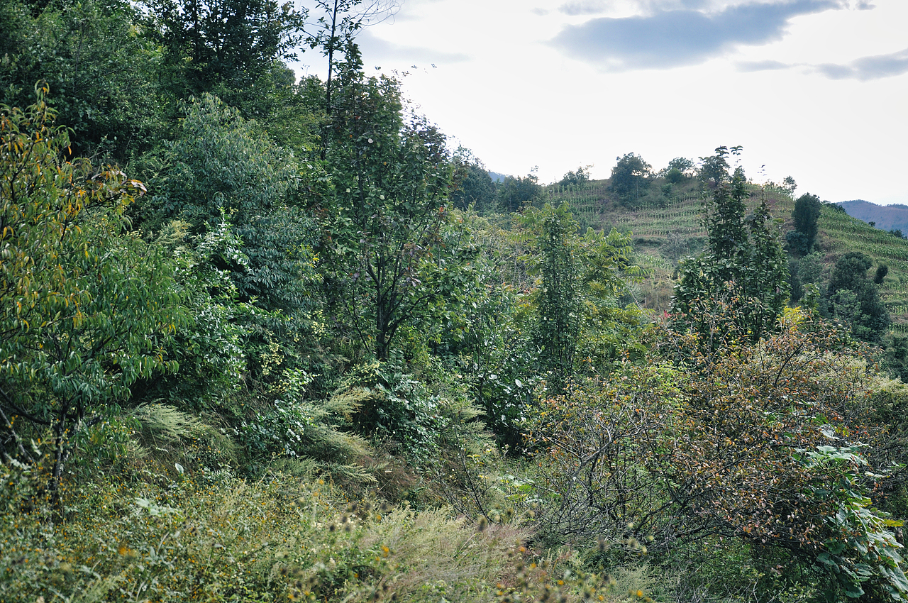 2013年国庆回家村子里（一）（图ZMzU2ODAyOTA0） - 人文/纪实摄影 - 站酷设计师焦虑到掉头发原创素材 - 站酷ZCOOL