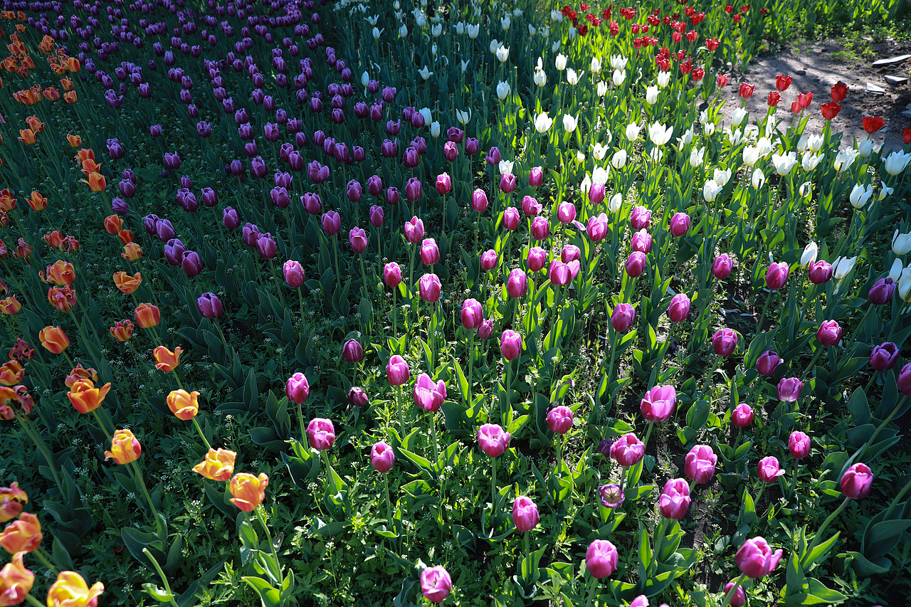 長春公園郁金香（圖ZMzAyNjA1MDA4） - 風(fēng)光攝影 - 站酷設(shè)計師Jason杰森OK原創(chuàng)素材 - 站酷ZCOOL