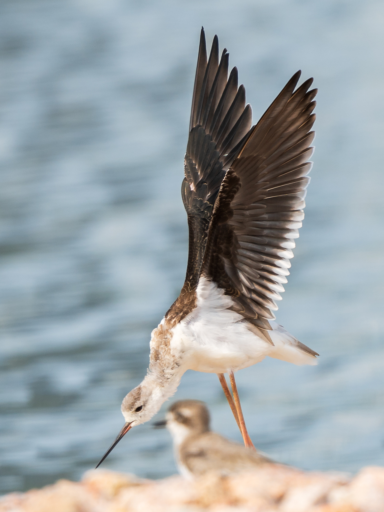 2023年度观鸟总结