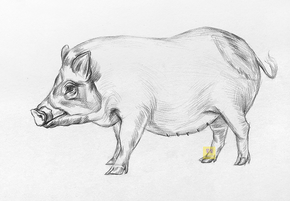 素描动物母猪绘画步骤