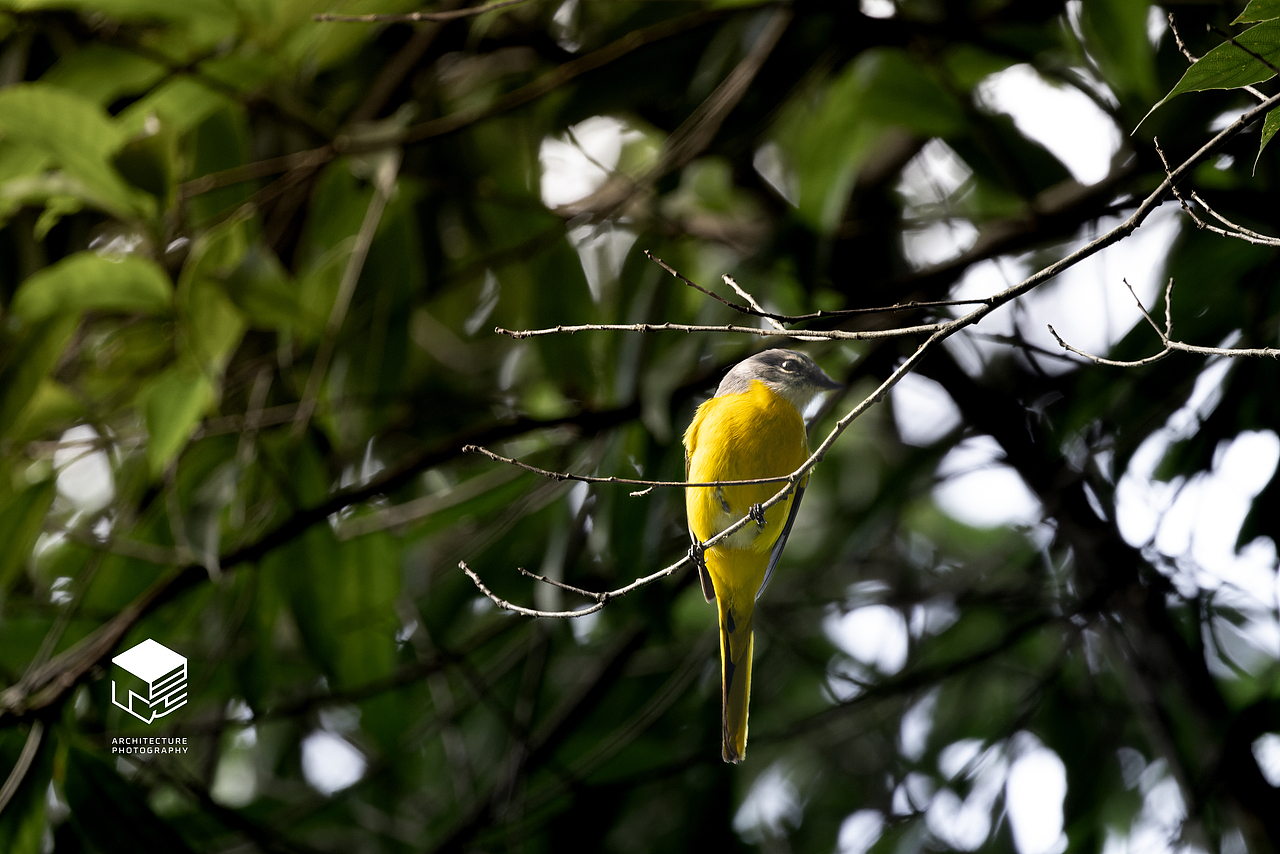 城市自然生态|鸟类(多图)