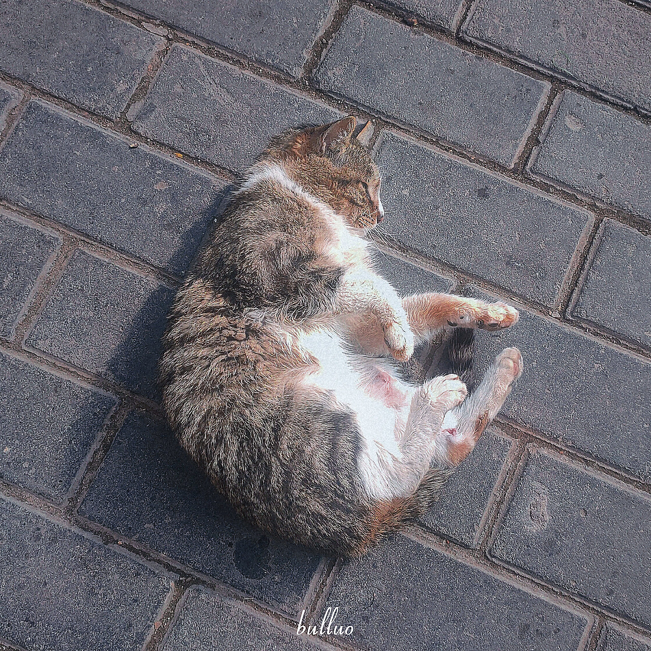 手机摄影作品6（图ZMjk5NzEwNDky） - 宠物摄影 - 站酷设计师限时救援原创素材 - 站酷ZCOOL