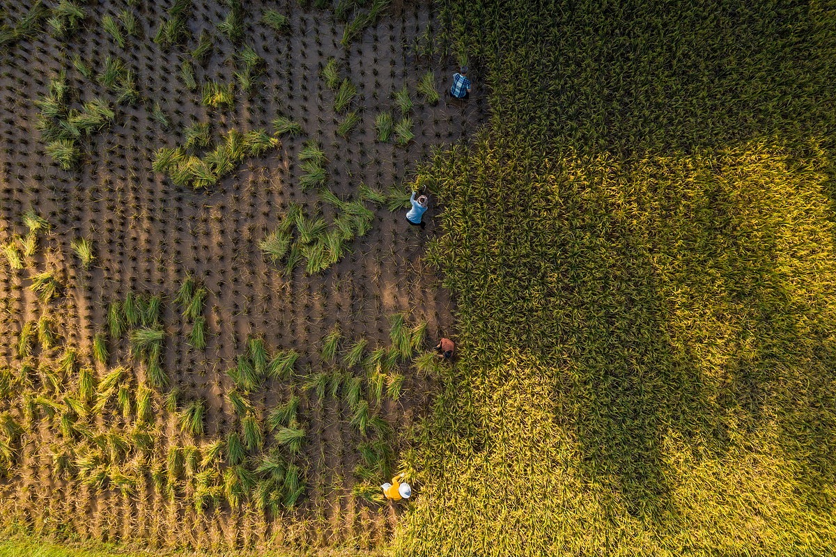 【案例分享】稻田·树下·椒园