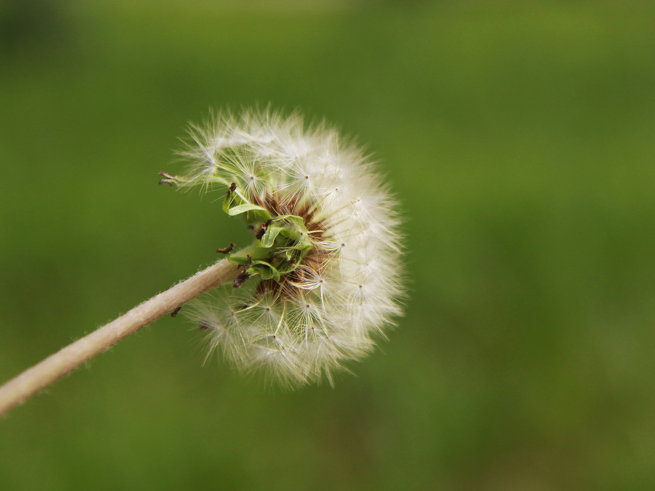 [植物] 蒲公英延续了我的梦想