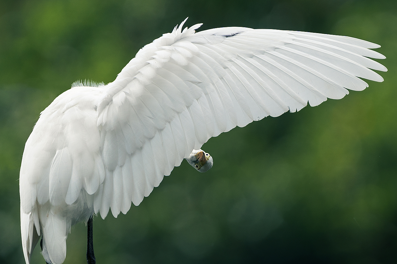2023年度观鸟总结