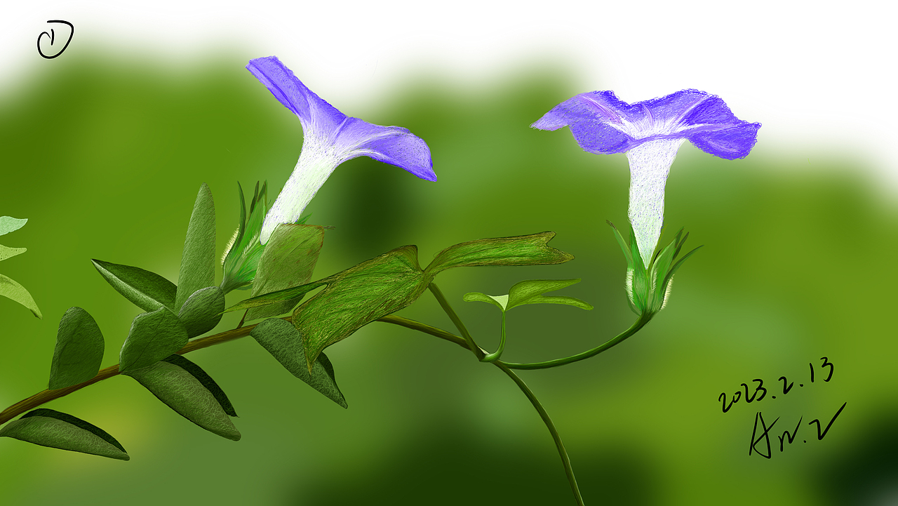 练习作品-牵牛花