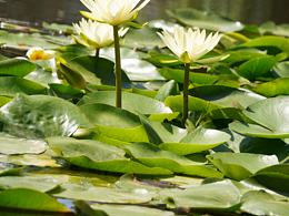 偶遇的睡莲悟道