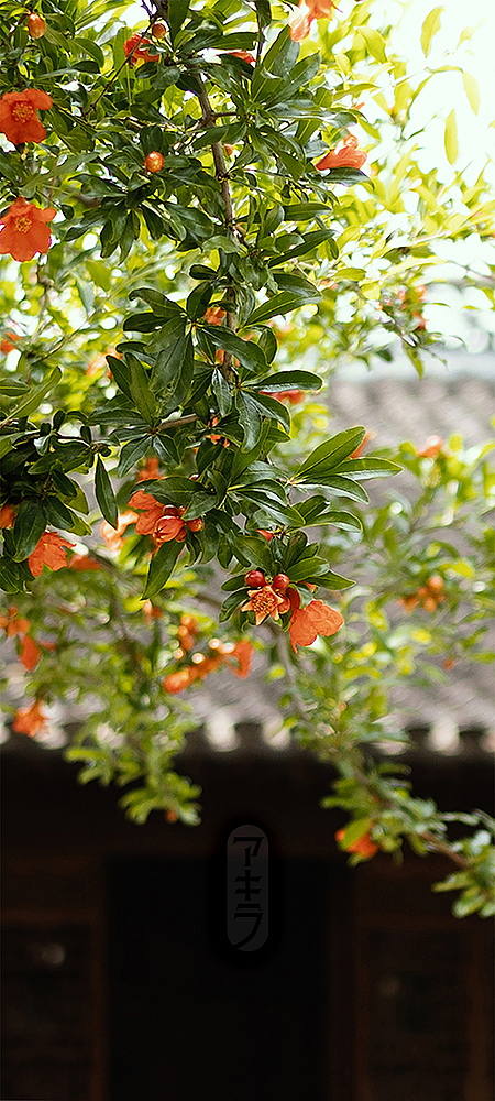 愚园榴花摄影（图ZMzMzODU0MjY4） - 风光摄影 - 站酷设计师一克苏摩原创素材 - 站酷ZCOOL