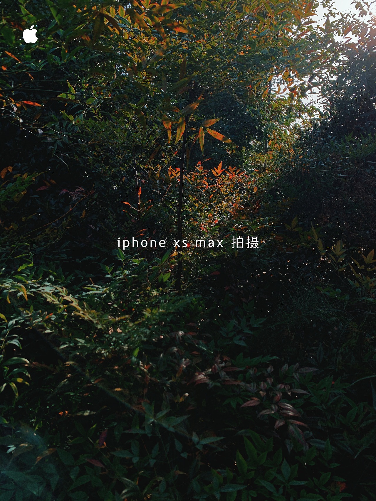 天地有大美而不言