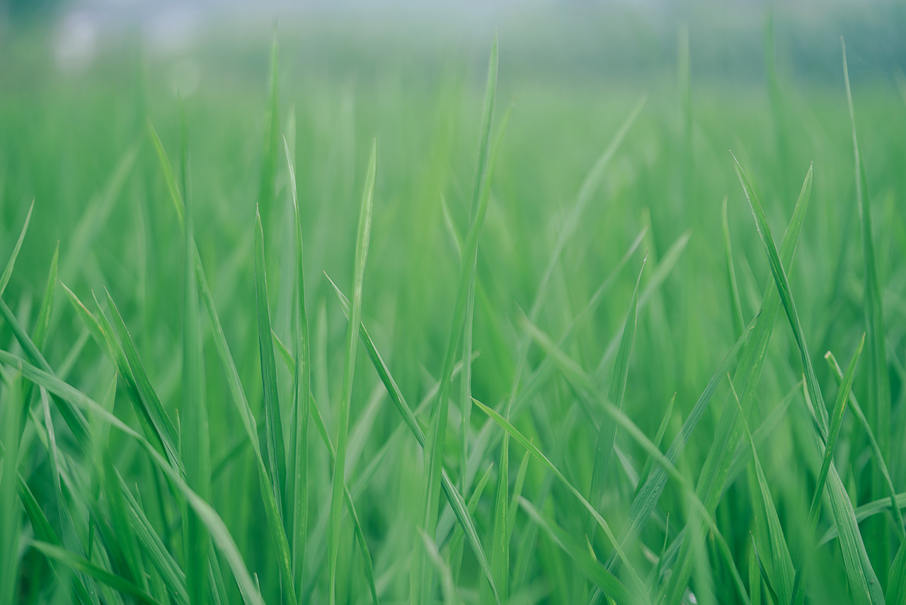 小村夏日记（图ZMzQxNzIxMzk2） - 人像摄影 - 站酷设计师有田人家原创素材 - 站酷ZCOOL