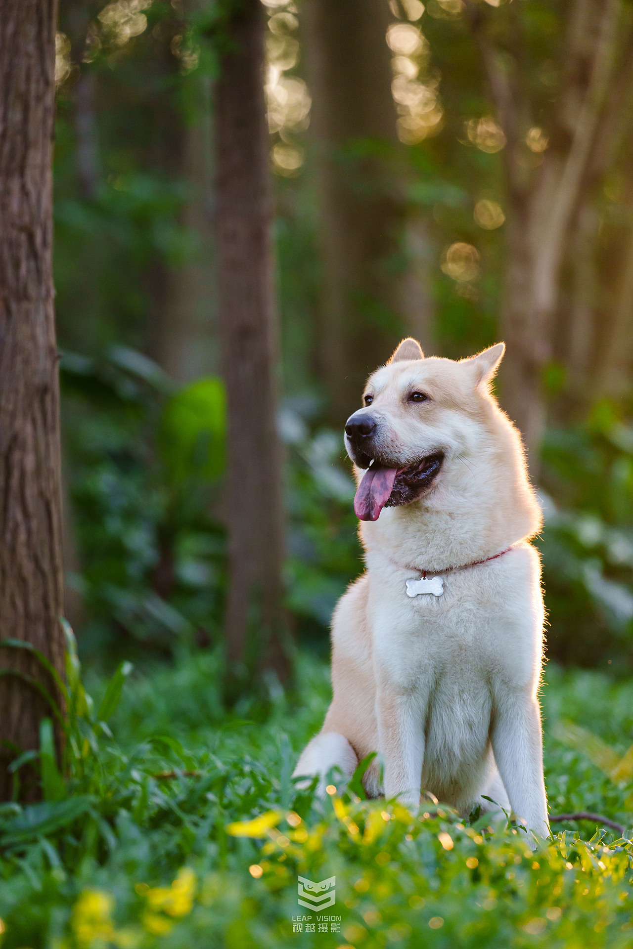 狗狗夏日戶外拍攝（圖ZMzQzMDMxOTgw） - 寵物攝影 - 站酷設(shè)計(jì)師小樣攝影原創(chuàng)素材 - 站酷ZCOOL